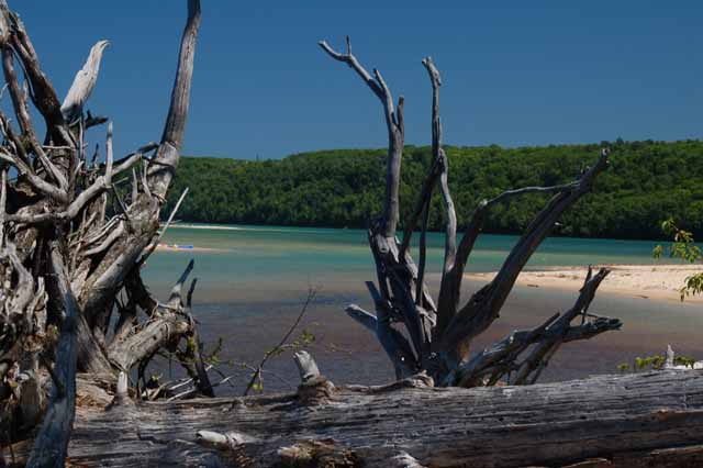 driftwood at Sand Point